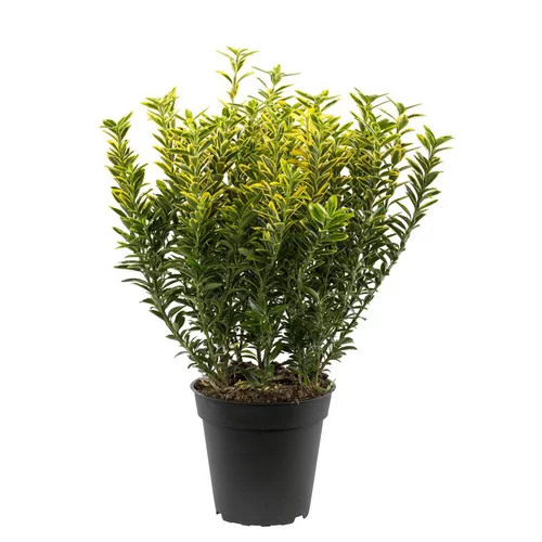 Euonymus Jap - Micro - Panache - Le pot de 1 litre