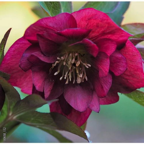 Hellébore (ou Rose de Noël) double violet - Le pot de 0,75 litres