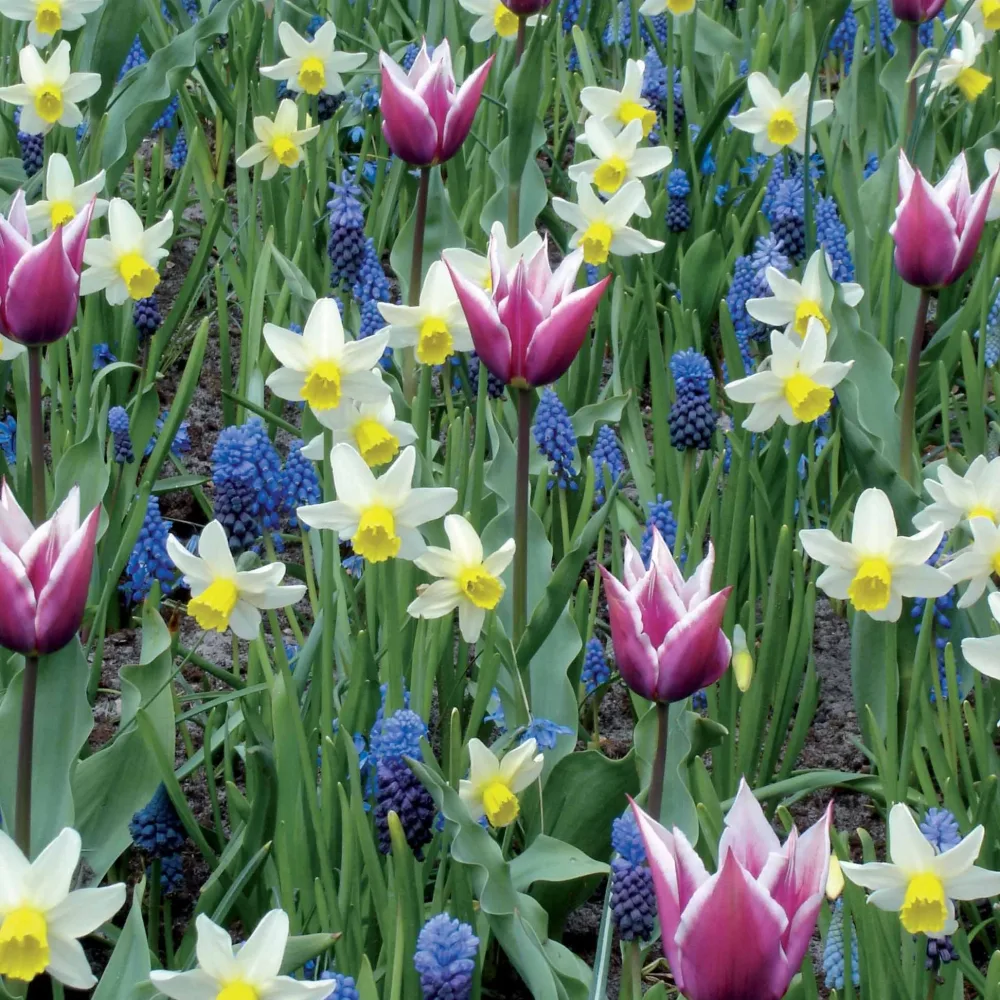 Massif printanier 60 bulbes Tulipa,narcissus, muscari