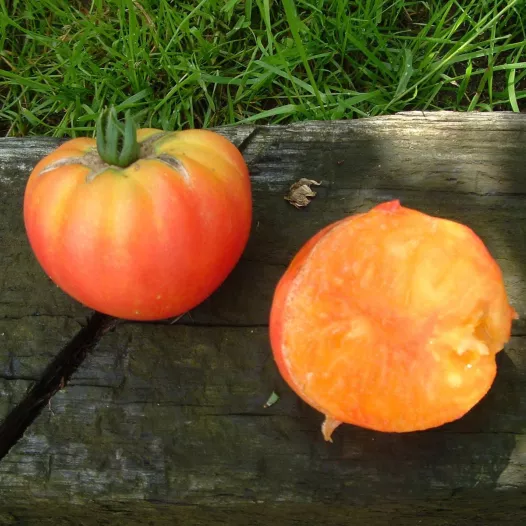 Tomate German Gold | Semences bio et reproductibles