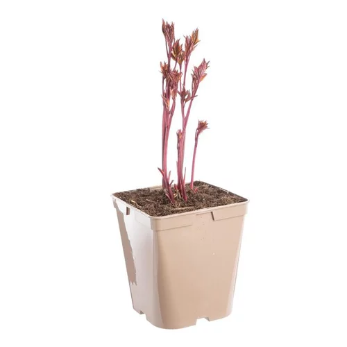 Pivoine Général MacMahon - Le pot de 5 litres