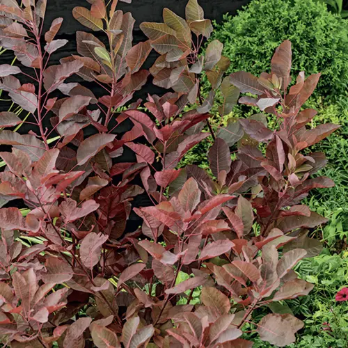 Arbre à perruques Grace rouge. Le pot de 3 litres
