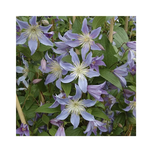 CLEMATITE BLUE RIVER. Le pot de 3 litres