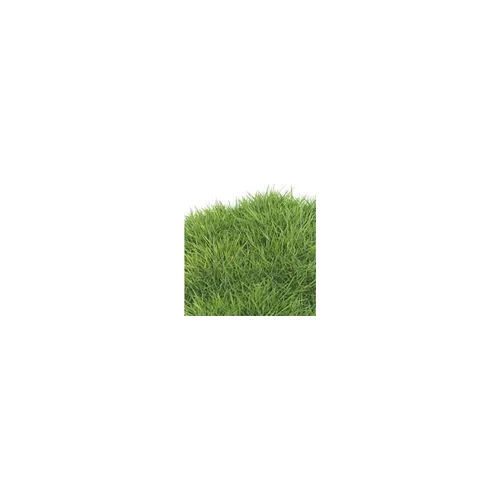 Zoysia Tenuifolia - La barquette de 6 plants