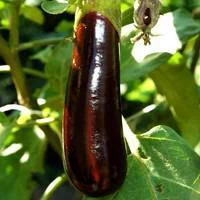 Aubergine Longue Bio. Le pot de 10,5 cm
