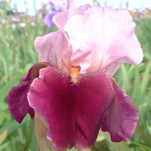 Iris des jardins Camelot rose - Le pot de 1 litre