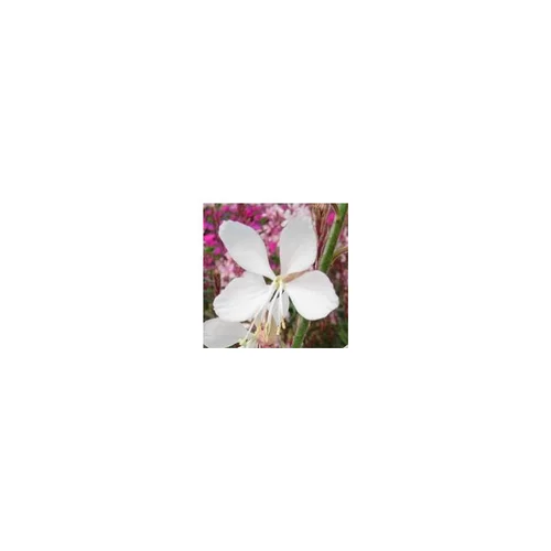 Gaura Lindheimeri. Le pot de 6 litres