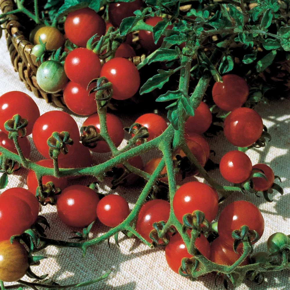 Tomate Rosso Cremlin F1 - type Sweet 100 Solanum lycopersicum rosso cremlin f1