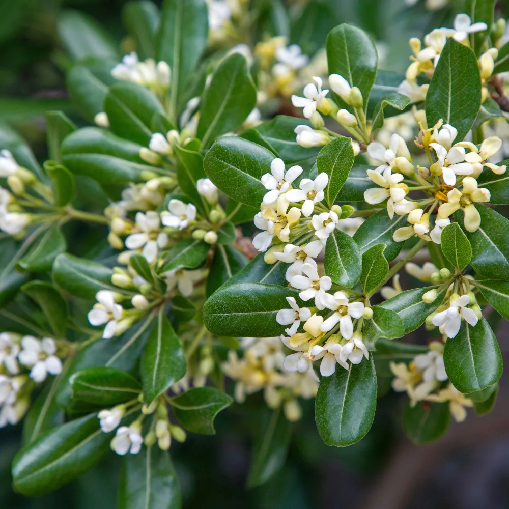 Pittosporum tobira Pittosporum tobira