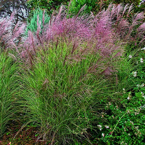 Miscanthus sinensis Morning Light vert botanic®. Le pot de 7,5 litres