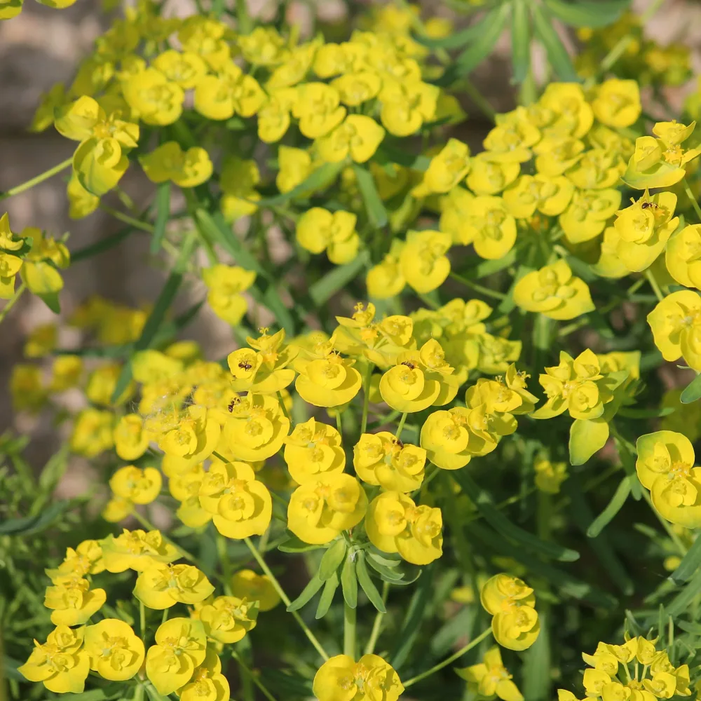 Euphorbe de Waldstein Betten Euphorbia waldsteinii betten
