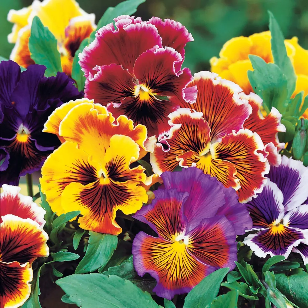 3 Pensées géantes de Suisse Chalon Viola x wittrockiana chalon