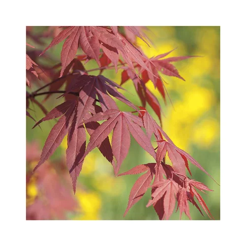 Erable du Japon (ACER PALMATUM FIRE GLOW ) Le pot de 3 litres
