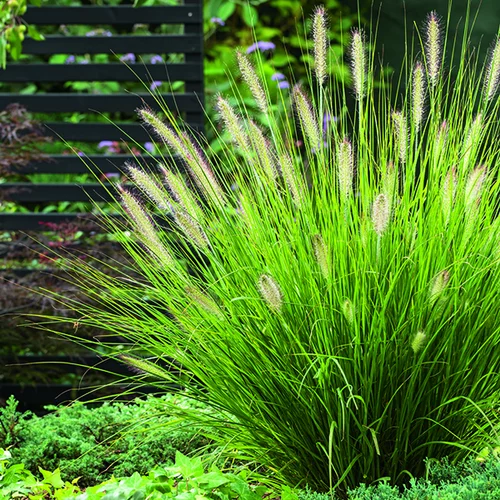 Herbe-aux-Écouvillons Hameln vert botanic®. Le pot de 2 litres