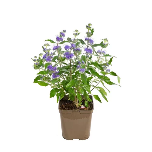 Caryopteris Clandonensis Grand Bleu Touffe