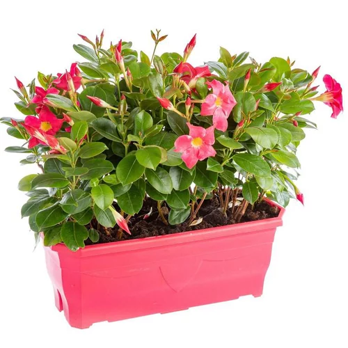 Dipladénia ou Mandevilla coloris variés. La jardinière de 40 cm