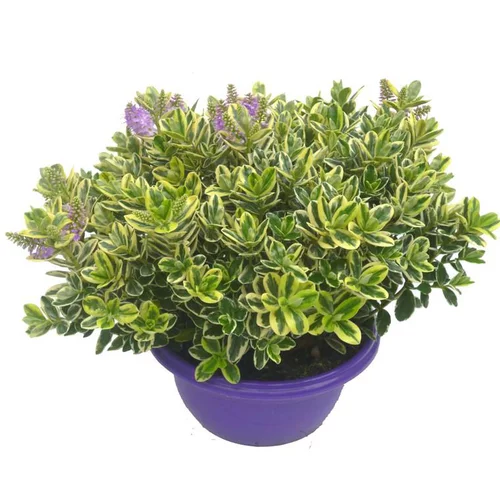 Véronique panachée - La coupe de 27 cm