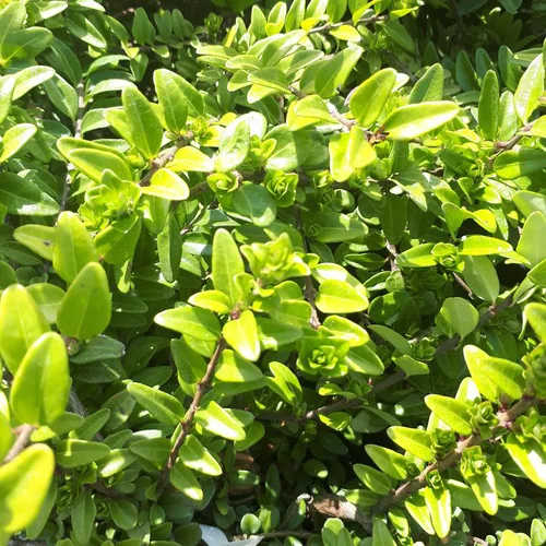 Chèvrefeuille à feuille de buis Maigrun vert. Le pot de 2 litres