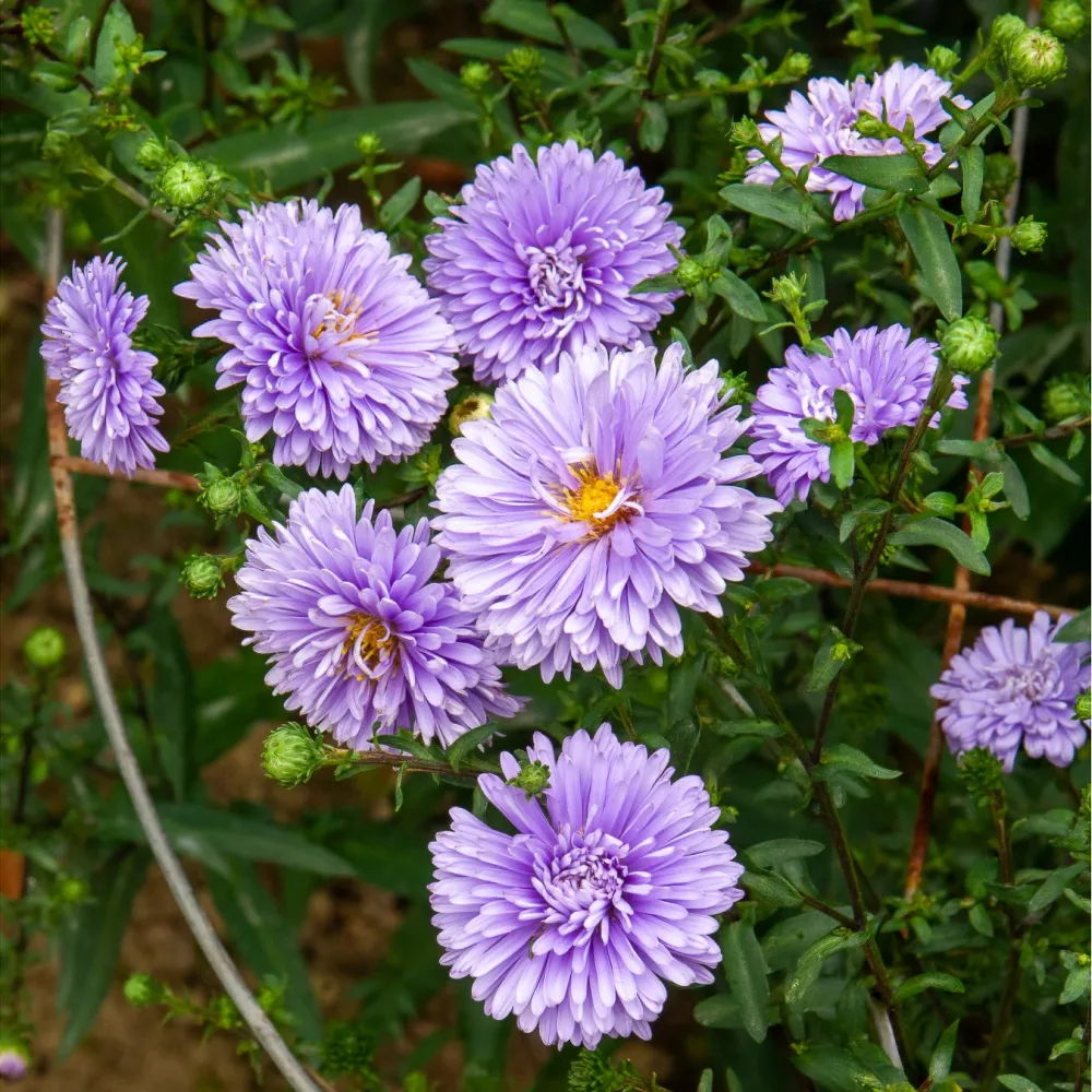 Aster de Nouvelle-Belgique Marie Ballard Aster novi-belgii marie ballard