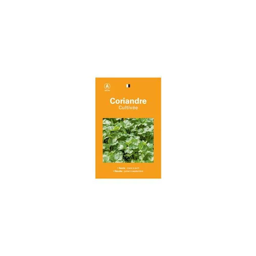 Graines de coraindre cultivée sélection premier prix - graines à semer