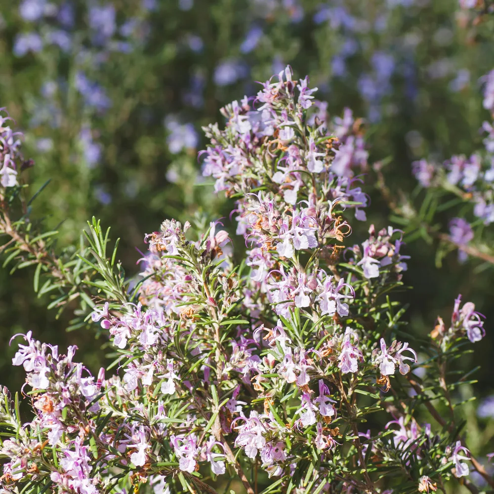 Romarin officinal Majorca Pink Rosmarinus officinalis majorca pink