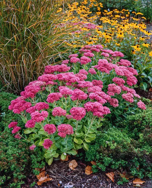 Sédum ‘Herbstfreude’ - Le pot de 2 litres