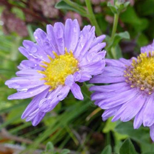 Œil de Christ Rudolf Goethe - Aster Aster amellus Rudolf Goethe