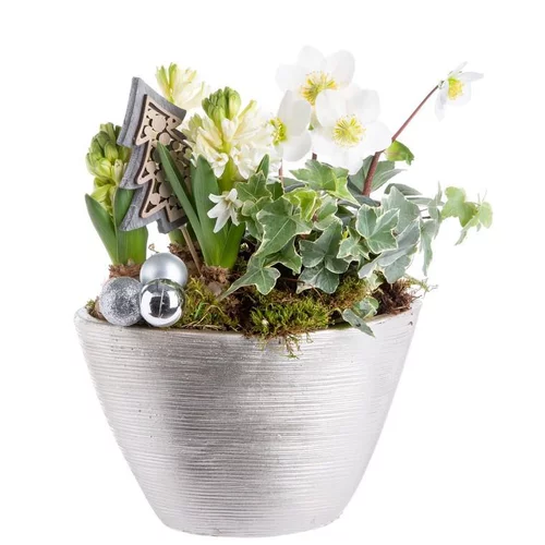 Composition de Noël pagode de jacinthes hellebore multicolore