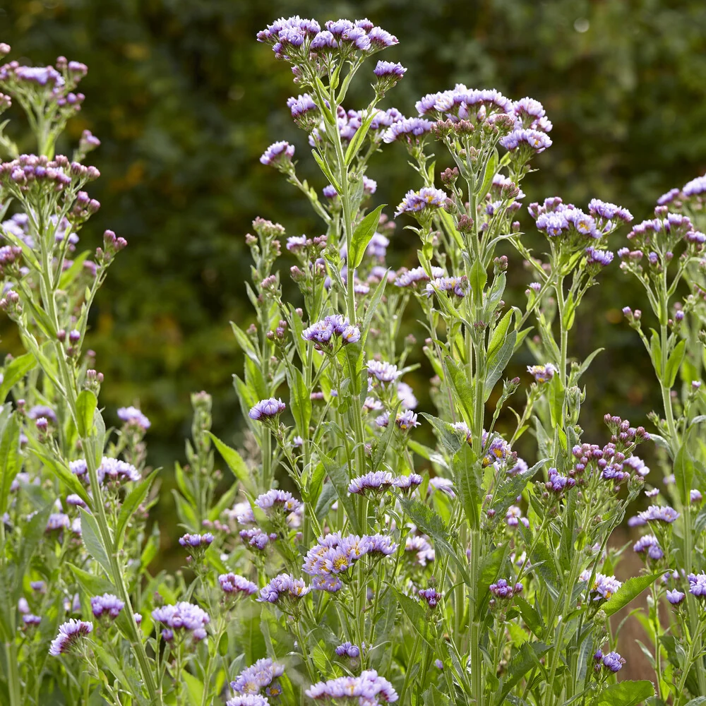 Aster de Tartarie Jindai Aster tataricus jindai
