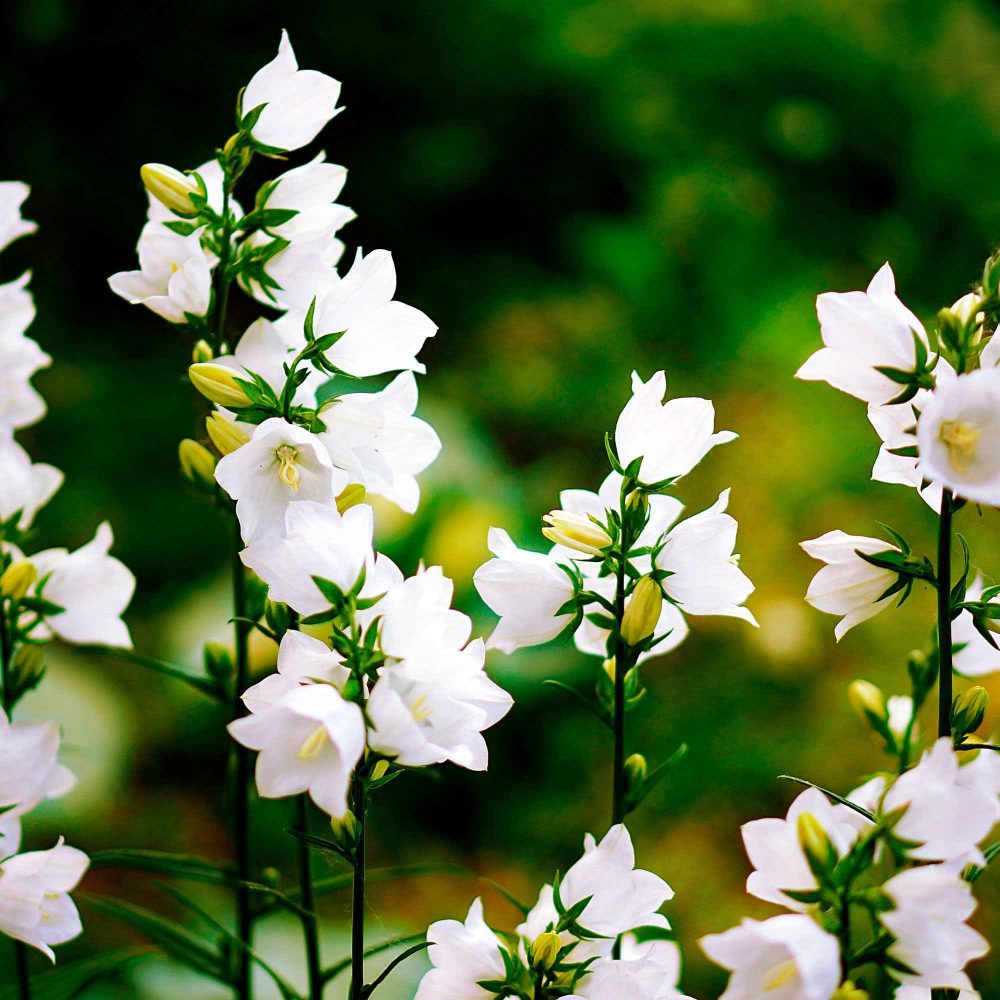 Campanule des Carpates Alba Campanula carpatica alba