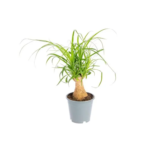 Beaucarnea. Le pot Ø 12 cm