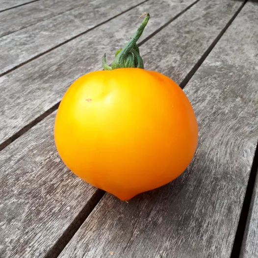 Tomate Téton de Wépion | Semences bio et reproductibles