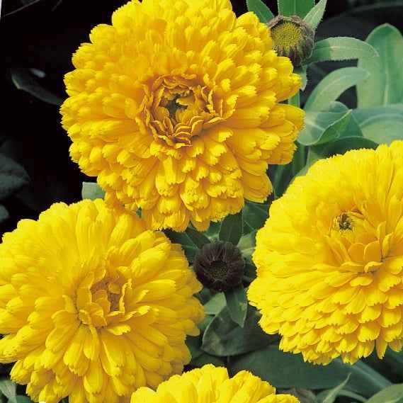 Souci double Golden Yellow Calendula officinalis golden yellow
