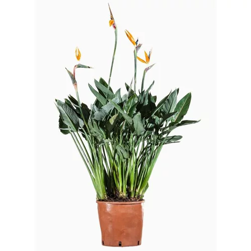 Strelitzia (Oiseau de paradis) en pot de 15 L orange