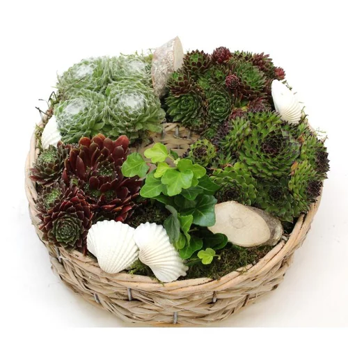 Coupe de plantes grasses - La composition