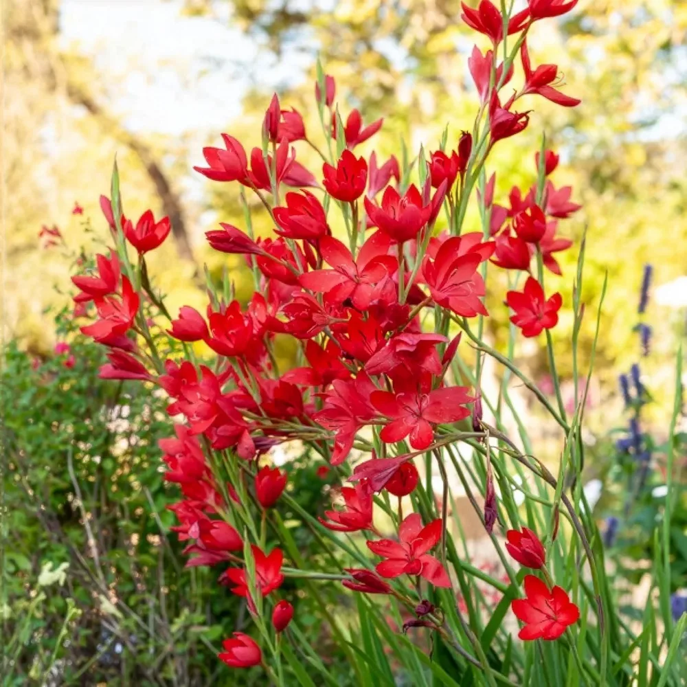 Lys des cafres Major Schizostylis coccinea major
