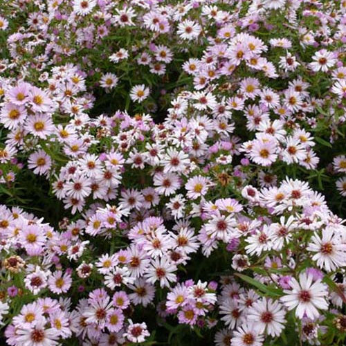 Marguerite d'automne Kylie Aster kylie