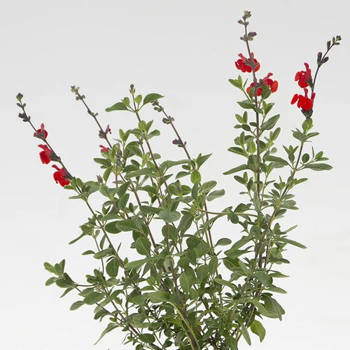 Sauge Arbustive 'Royal Bumble' - Le pot de 2 litres