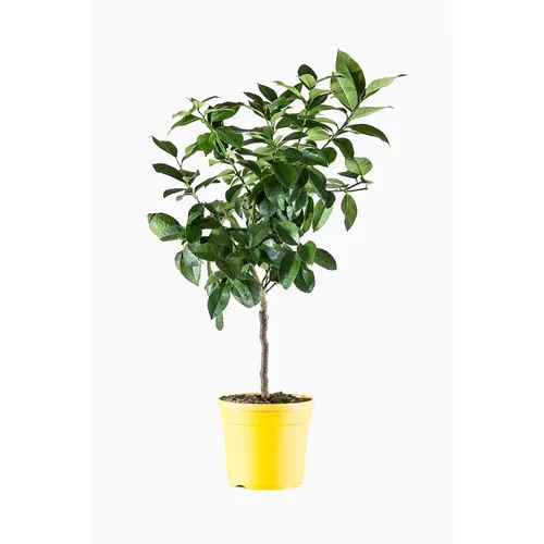 Citronnier 4 Saisons. Le pot de 5 litres