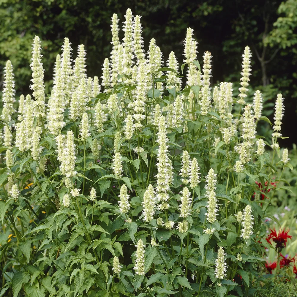 Agastache rugosa AlabAster Agastache rugosa Alabaster