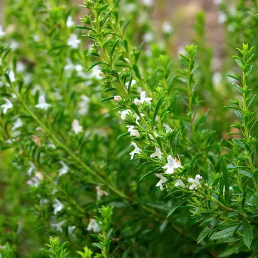 Graines de sarriette des montagnes bio | Graines aromatiques
