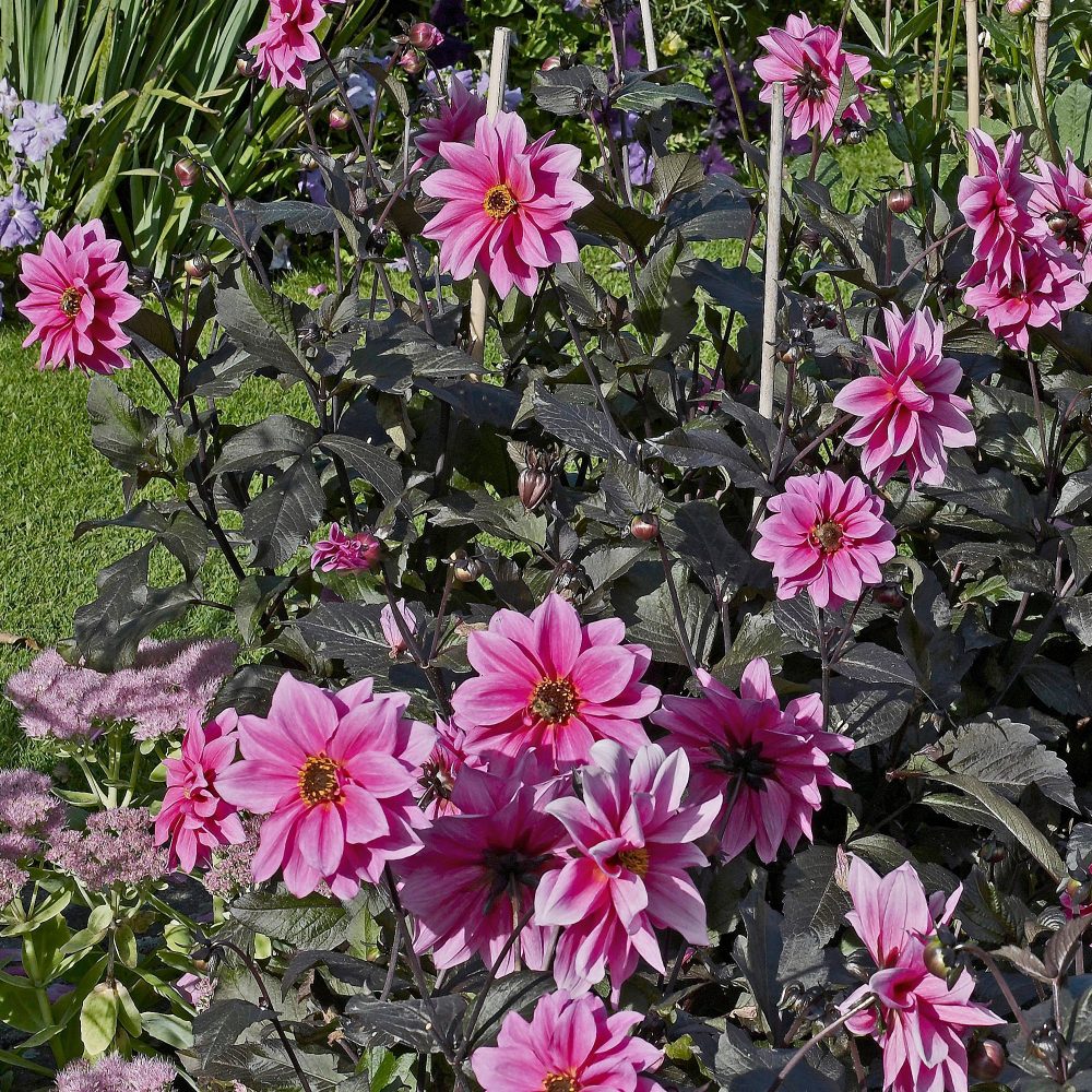 Dahlia Fascination Dahlia Fascination
