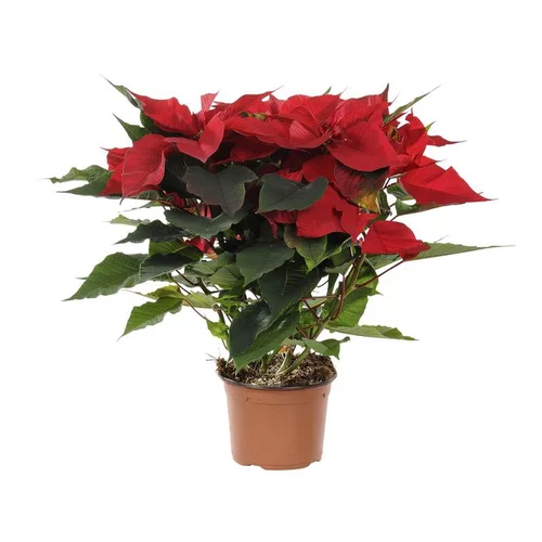 Poinsettia rouge en pot Ø 13 à 14 cm