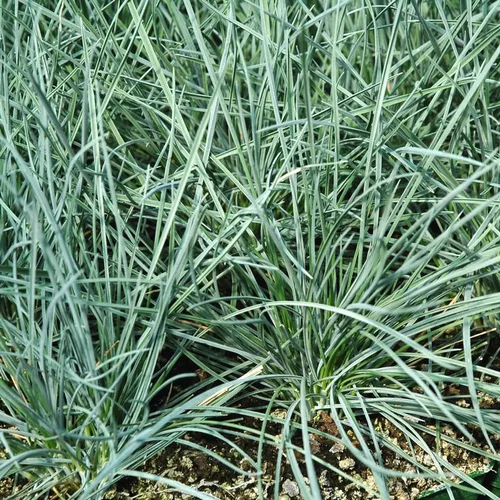 Fétuque Intense Blue bleue botanic®. Le pot de 4 litres