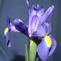 Iris Bulbeux - La coupe de 12 cm