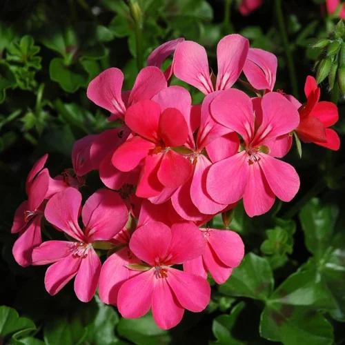 Géranium Lierre Simple à fleurs multicolores - La barquette de 10 plants