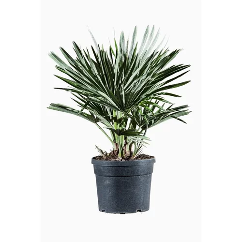 Palmier nain (Chamaerops Compacta) 30/35. Le pot de 3 litres