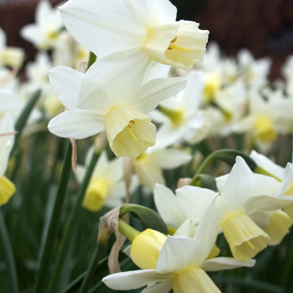 10 Narcisses Sailboat Narcissus jonquilla Sailboat
