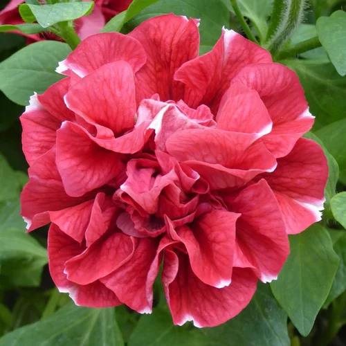 Pétunia retombant à fleur double - Le pot de 0,5 litre