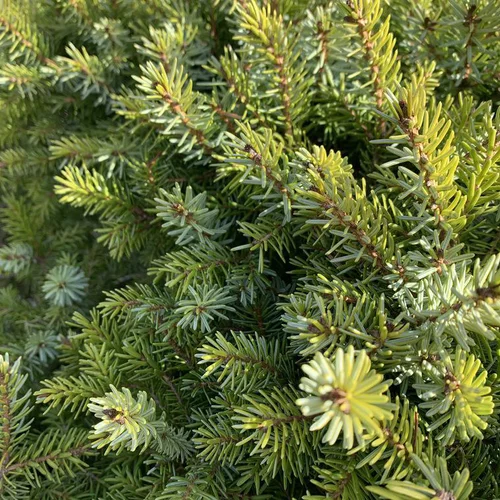Épicéa de Serbie nain vert. Le pot de 10 litres, 60 cm